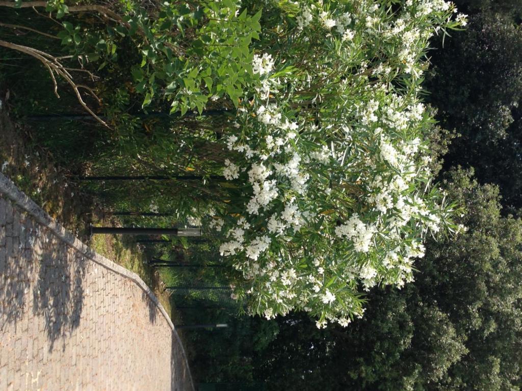 Residence Casa Bianca 马里纳迪马萨 外观 照片